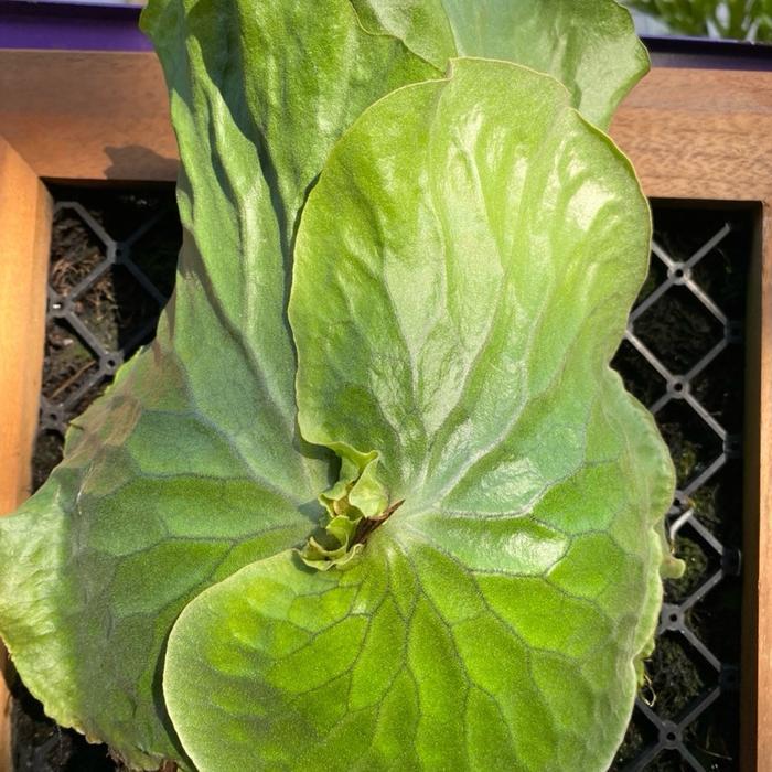 Platycerium Erawan Hybrid Madagascariense x Elephantotis