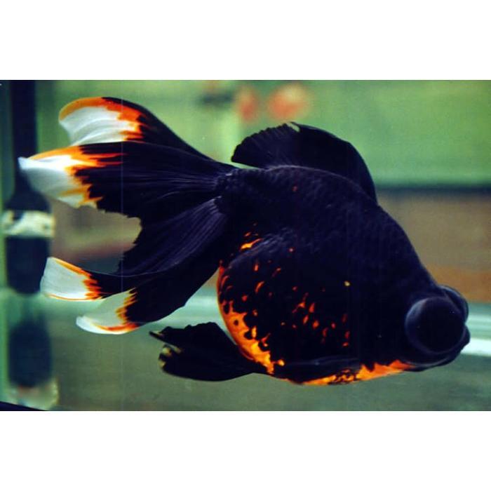 Bisa Gosend Pelet Ikan Channa Asiatica Maru Koi Koki Black Hole Pigment Hitam - 50G