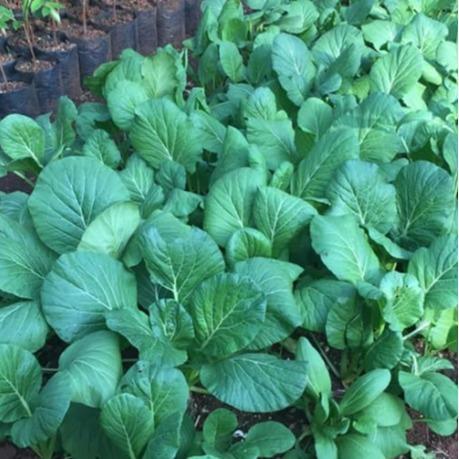 Josjismatt_ Benih Caisim Sawi Manis Jumbo 1 Kilogram Urban Farming Unggul Lebat Panen Melimpah