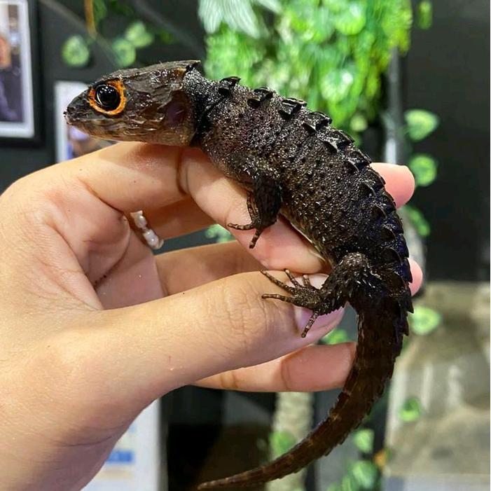 CROCODILE SKINK RED EYE 14-15CM