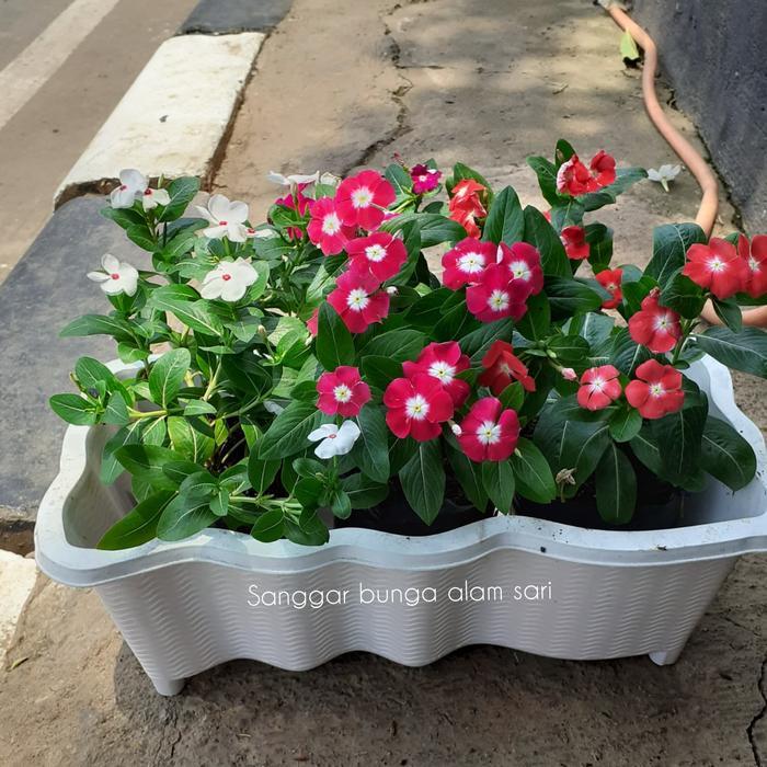 Tanaman Hias Cantik Paket Hemat 3 Bibit Bunga Vinca Warna-warni Lengkap dengan Pot Panjang untuk Hia