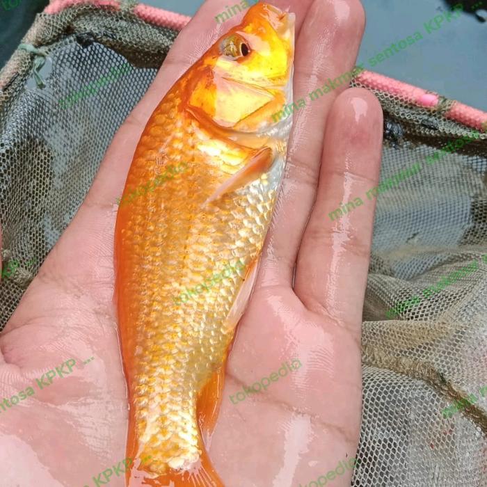 bibit ikan mas konsumsi isi 20 ekor