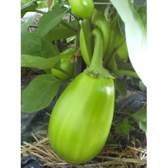 Moonieshopline Benih Terong Pondoh Jumbo Hijau Kemasan Import 200 Butir