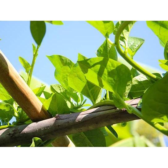 Moonieshopline Benih Sayur Bayam Malabar / Bayam Binahong / Malabar Spinach Big Round Leaf / Bayam