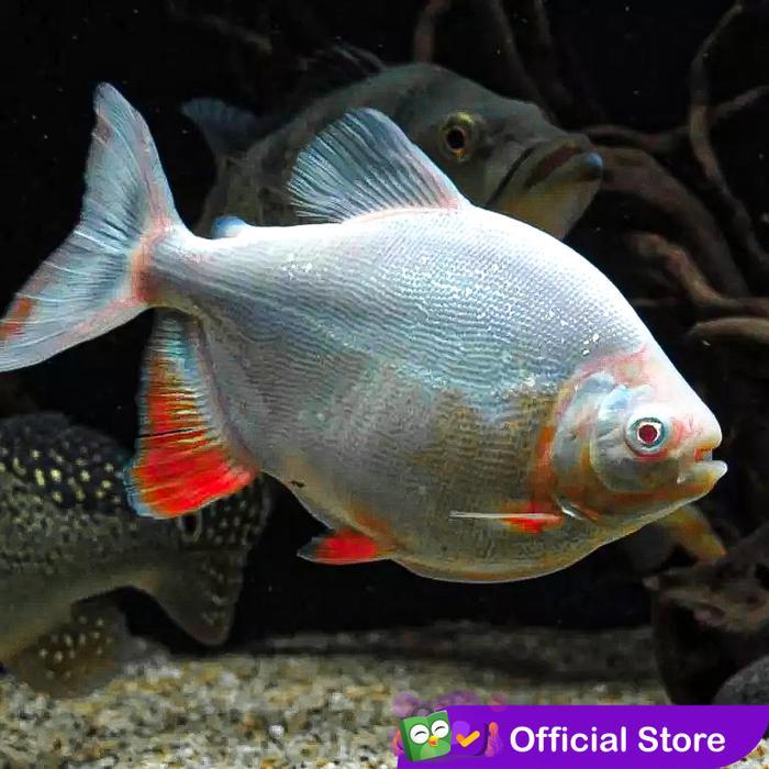Pacu Albino / Ikan Predator / Ikan Hias Aquascape