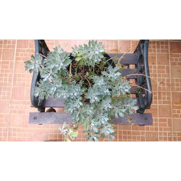 Jual Tanaman Hias Puyong Cantik (Pohon Rejeki) Sedang