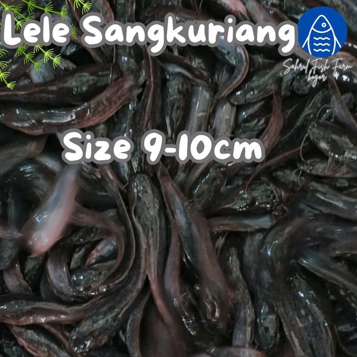 PAKET 100EKOR - BIBIT LELE SANGKURIANG 9-10CM BOGOR DEPOK SFFB