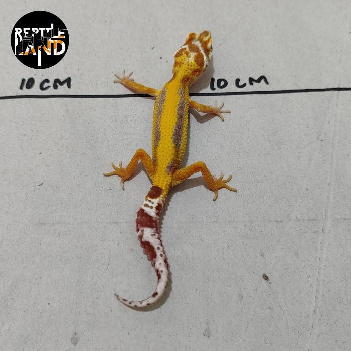 TERMURAHHH Mainan Leopard gecko Premium Pilihan snow stripe