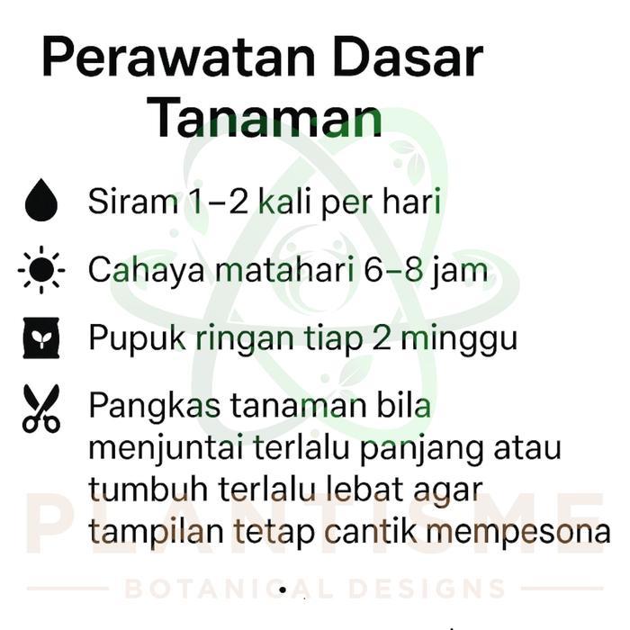 NEW Tanaman Menjuntai Curtain Creeper Vernonia Elliptica Lee Kwan Yew Lekwanyu Gantung Tembok,