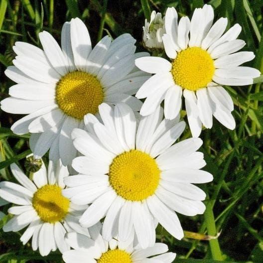 Biji Bibit Benih Tanaman Hias Bunga Kertas Putih Cantik DAISY OX EYE - Isi 50 Biji
