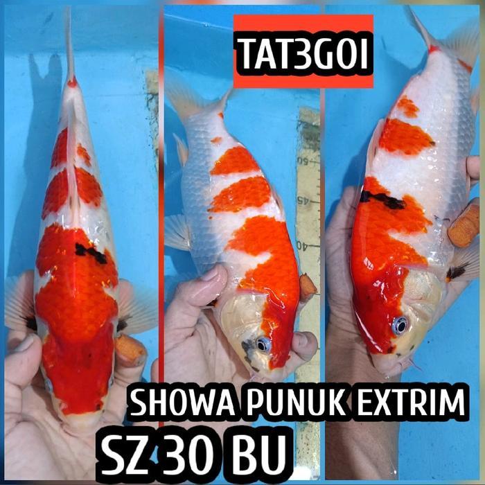 Terlaris Koi Blitar Showa Ready Chagoi Kohaku Sanke Dll
