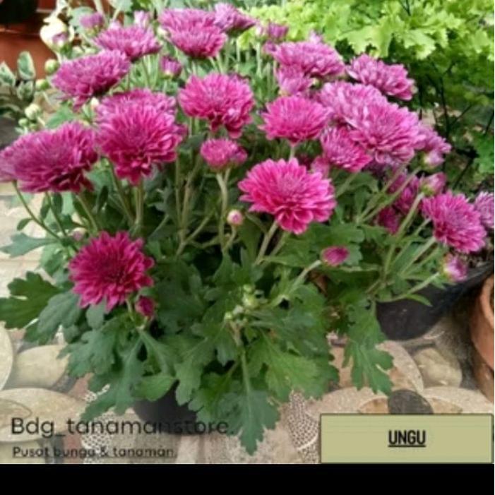 Bibit Pohon Kerisan Seruni Aster Bunga Cantik untuk Taman Rumah atau Taman Besar Mudah Ditanam dan