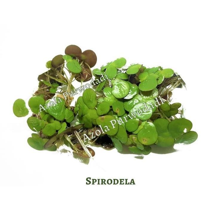 Bersama_Kitaa Azolla 200 Gram & Spirodela 200 Gram