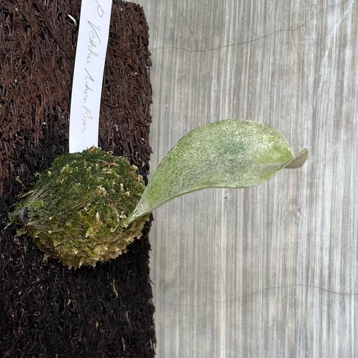 Platycerium Veitchii Auburn river - Size M