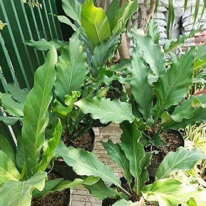 Tanaman Hias Anthurium Gelombang Cinta Dewasa & Bibit / Tanaman Indoor Antorium Gelombang Cinta /