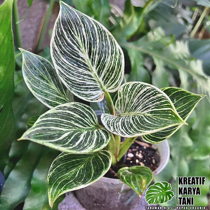 tanaman hias philodendron birkin - Philo birkin tanaman