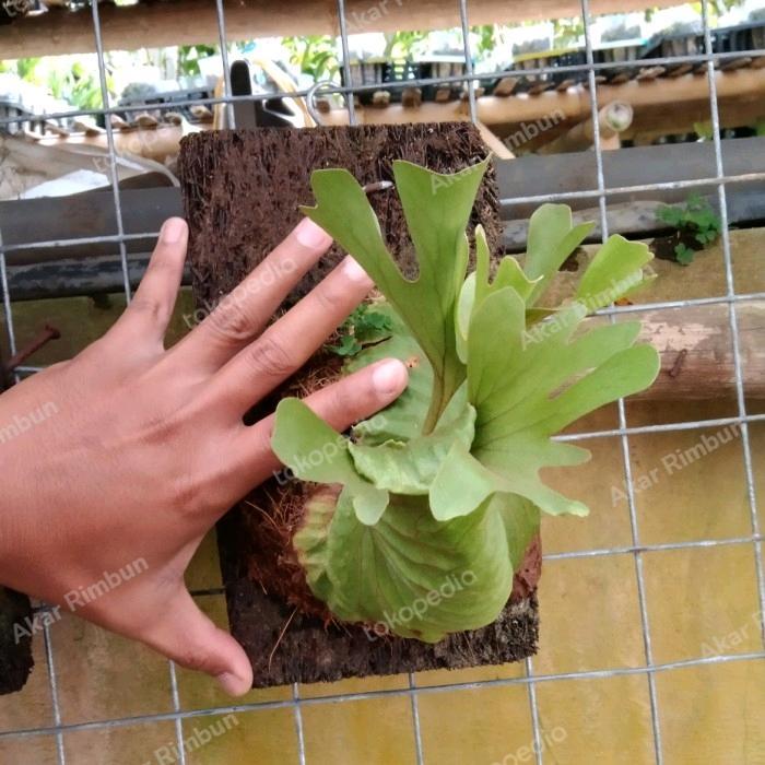 tanaman platycerium ridleyii / tanaman tanduk rusa