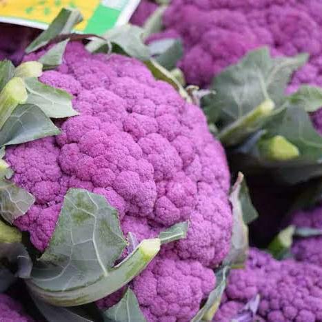 50 Biji Benih Sayur Brokoli Ungu