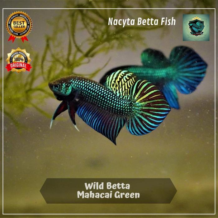 Wild Betta Mahachai Green