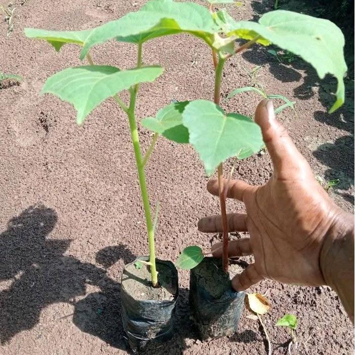 Josjismatt_ Benih Bibit Kayu Balsa Super F1 (1000 Biji) Pohon