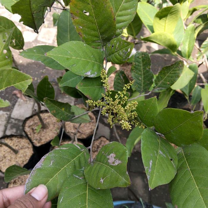 Josjismatt_ Bibit Rambutan Binjai/Rafiah Cepet Berbunga Super