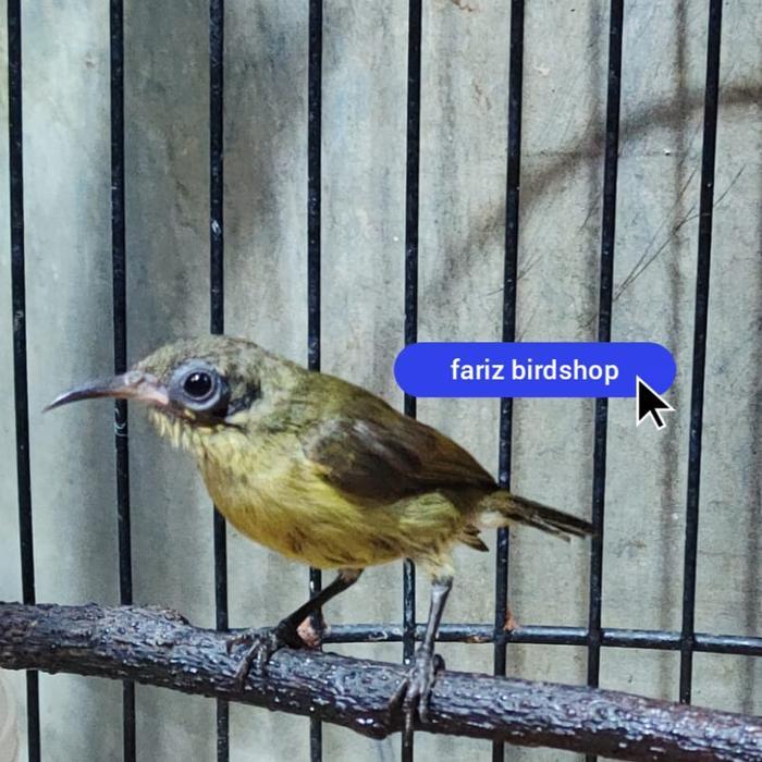 burung konin betina
