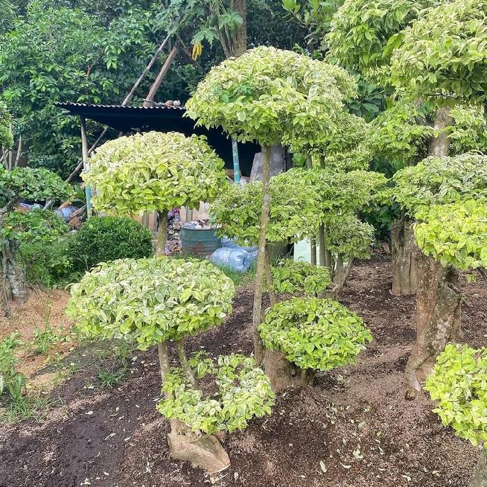 Tanaman bonsai anting putri / pohon bonsai anting putri / hiasan taman pohon bonsai anting putri /