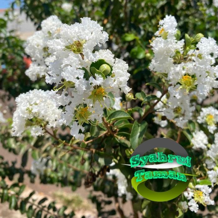 Tanaman Hias Sakura Bunga Putih / Tanaman Sakura Lokal Bunga Putih / Pohon Sakura Bungur Putih