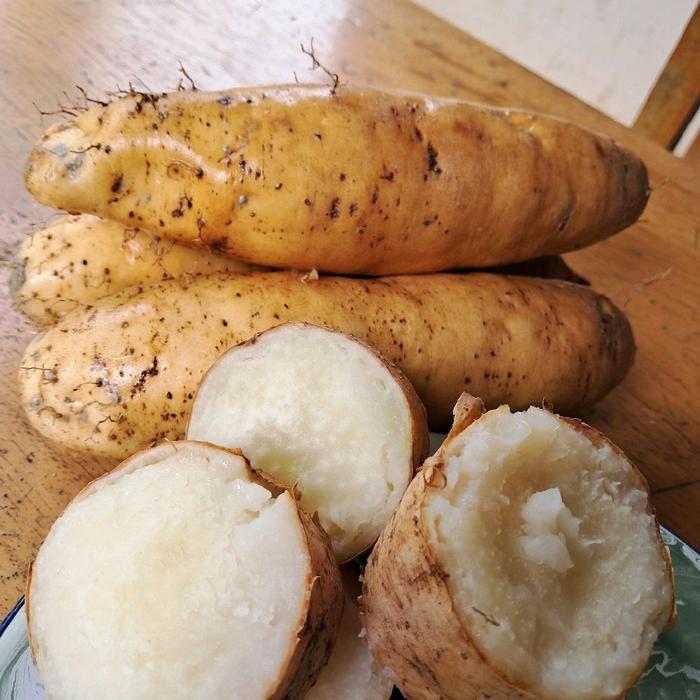 Gembili Ketan Punel/ Ubi Gembili Fress 1Kg