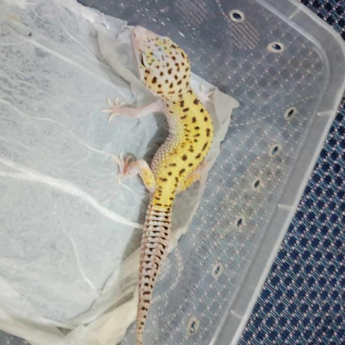 TERMURAHHH leopard gecko juve random morph murah