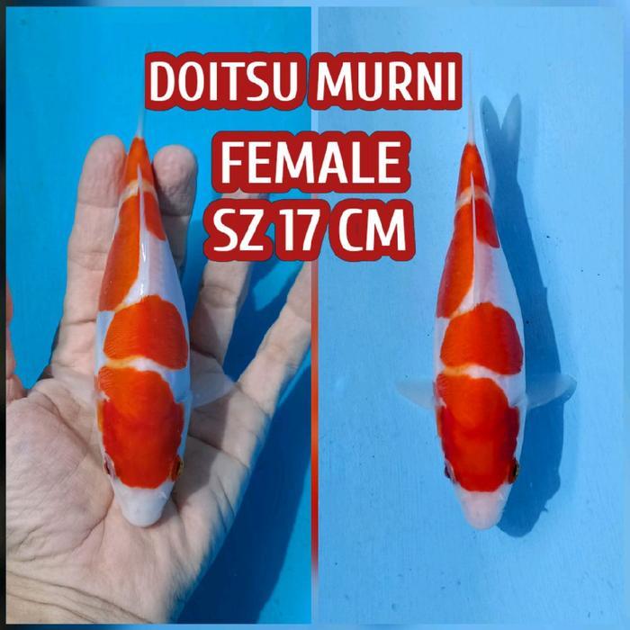 Terlaris Koi Blitar Kohaku Doitsu Ready Chagoi Karasi Showa Goshiki