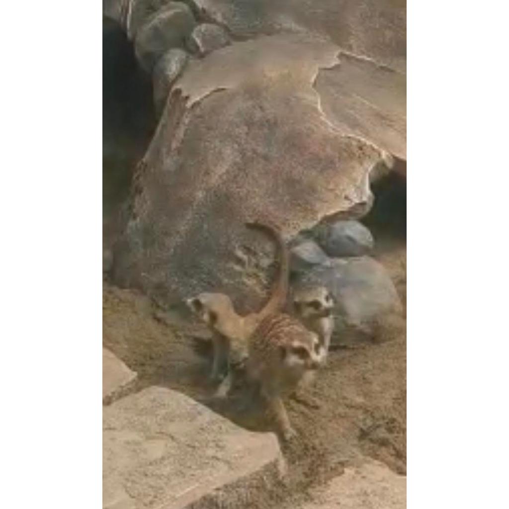 Promo Meerkat Adopt Me Merkat Usia 6 Bulan