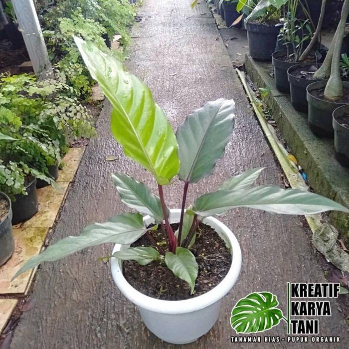 Terlaris Tanaman Hias Anthurium Black Beauty - Anturium Black Beauty