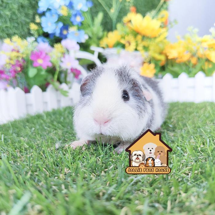 cavi teddy guineapig guinea pig tedy tedi tikus belanda marmut import