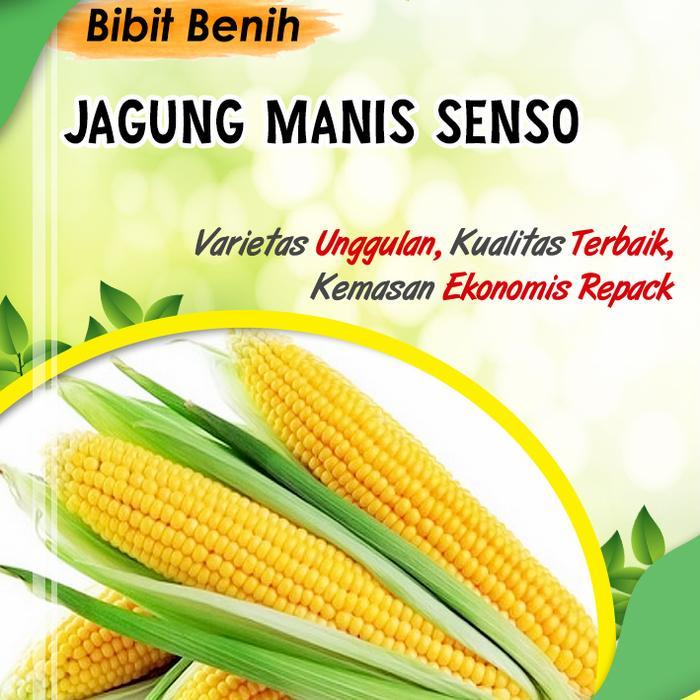 30 Biji Bibit jagung manis senso - benih jagung manis unggulan