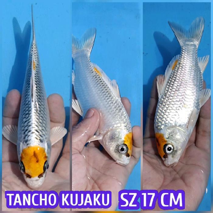 Terlaris Koi Blitar Tancho Kujaku Ready Showa Sanke Kohaku Chagoi Jinak Dll