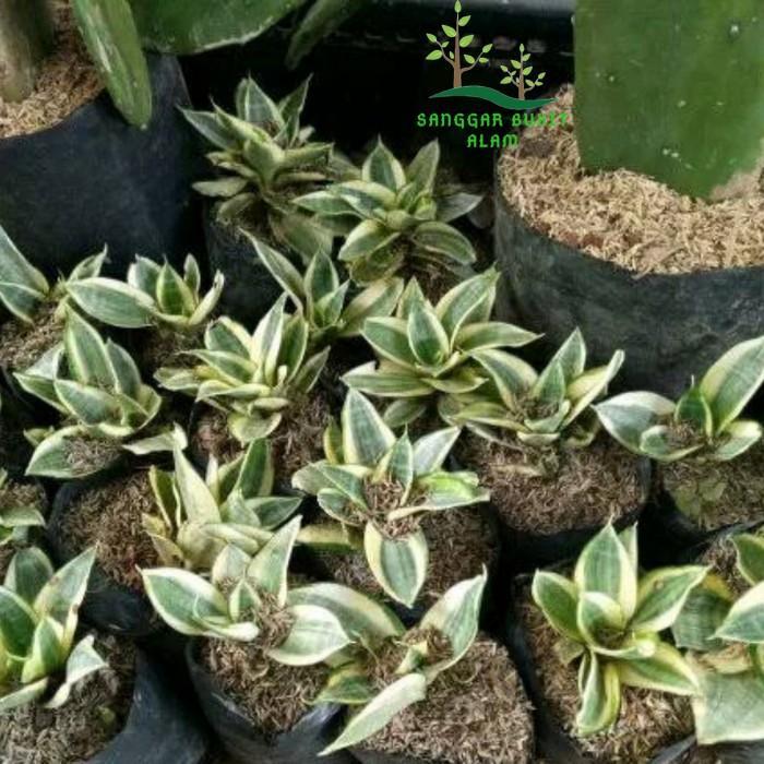 Sansivera Mini / Sansivera Kodok / Lidah Mertua + Pot #Gratisongkir