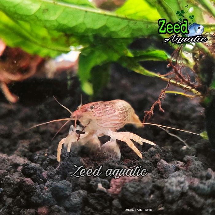 Udang pembersih algae Bamboo Shrimp udang bambu size +/- 5cm