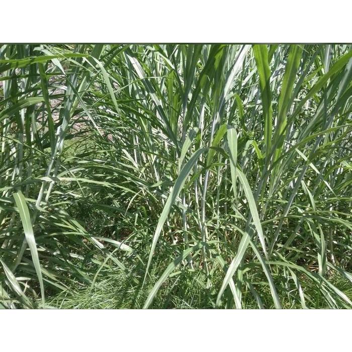 Bersama_Kitaa Bibit Rumput Zanzibar 1 Kg Dan Indigofera 1000 Biji