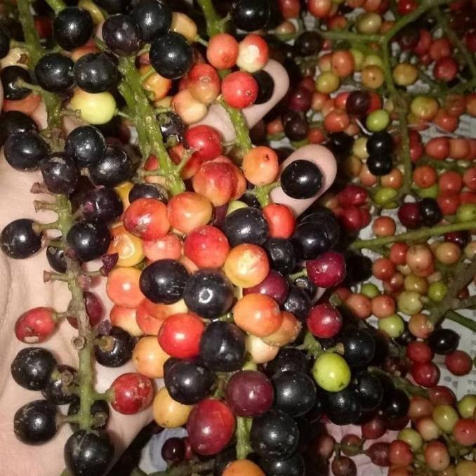 BARU DATANG Bibit Tanaman Buni / Buah Wuni / Bnay Fruit - Buah SEGAR ATZ super