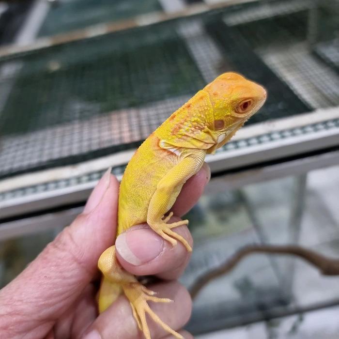 Red albino iguana baby size 25cm ternakan lokal