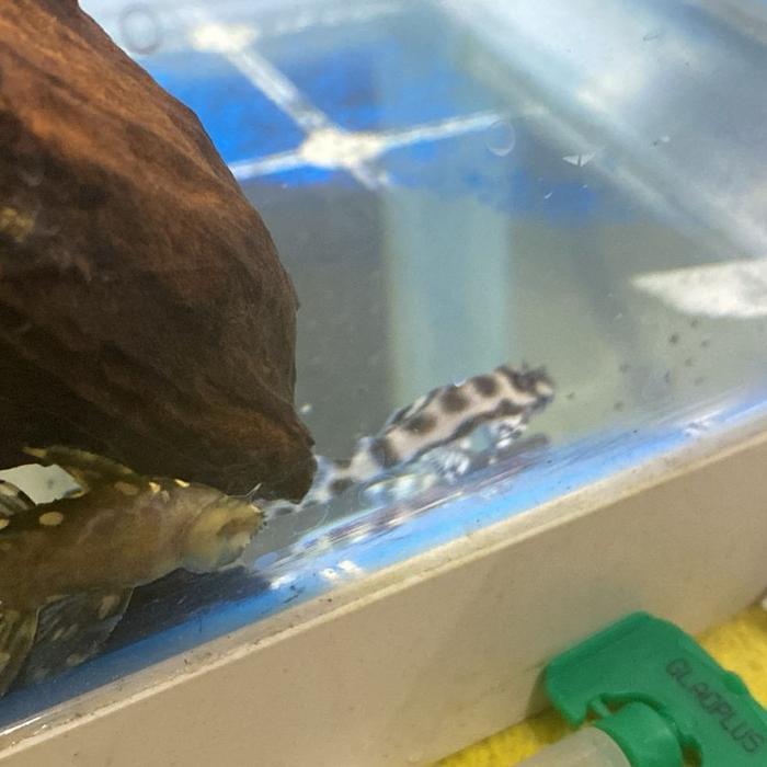 Pleco L236 Hypancistrus sp - cracked zebra size 4cm