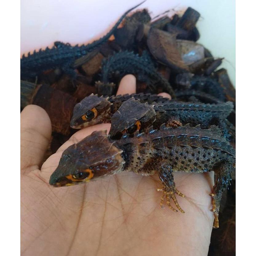 Crocodile Skink Ready