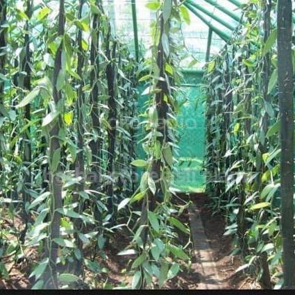 OBRAL Bibit vanili bibit stek vanili per meter vanila bibit buah vanili ATZX super