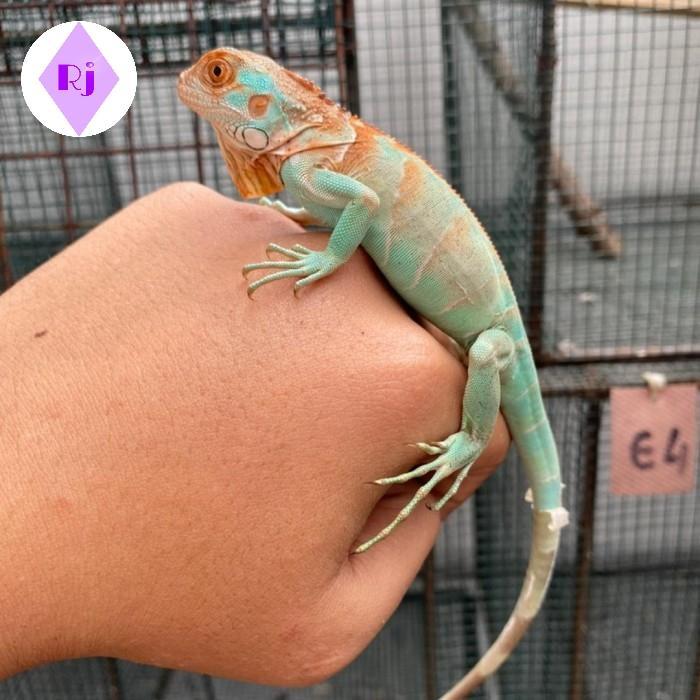 TERMURAHHH iguana red axantic iguana red blue, mewah exotic