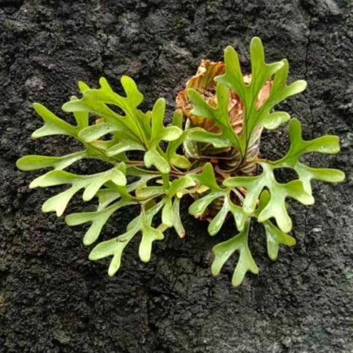 tanaman hias tempel tanduk rusa platycerium ridleyi/bibit ridleyi