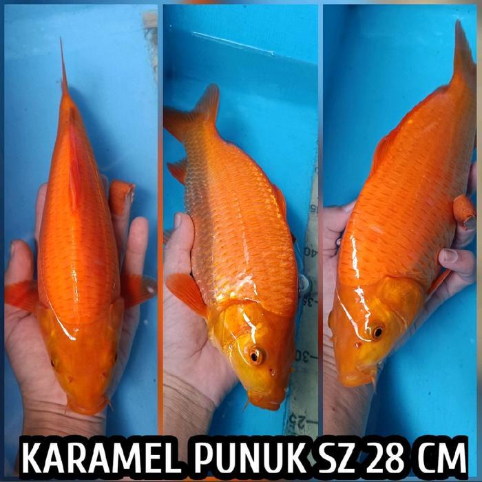Terlaris Koi Blitar Karamel Penjinak Ready Kohaku Sanke Showa Tancho Chagoi Dll