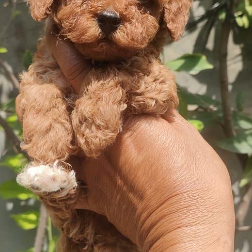 JUAL ANJING POODLE RED