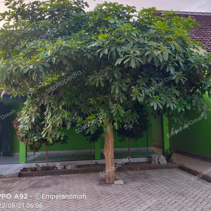 50 Bibit Tanaman Pohon Pule Pulai Grosir Termurah - Tanaman Hias Bonsai Pule