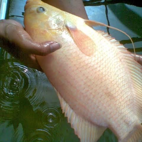 DISKON gurame padang jumbo size 8 jari